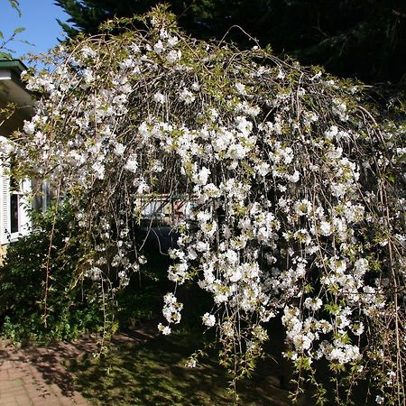Carawatha Gardens Villa Bright Exterior foto